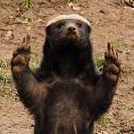 honeyBadger