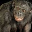 bonobo